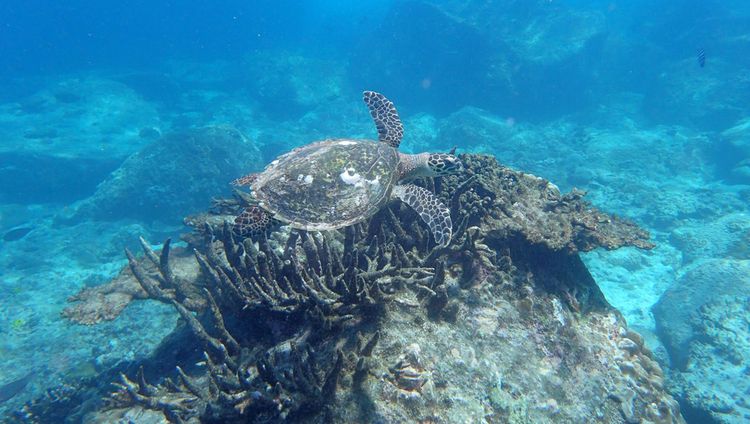 Wasserschildkröte am House Reef