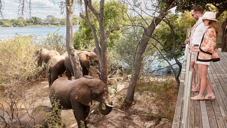 Victoria Falls River Lodge - Elefantenbesuch