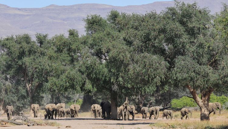 Doro Nawas - Elefanten