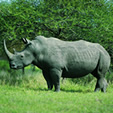 Botswana - Reisen, Safari, Urlaub