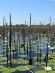 Botswana, Okavango-Delta, Reisen, Urlaub