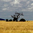 Kenia, Safari, Afrika