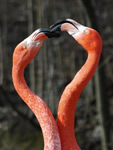 Kenia, Flamingo