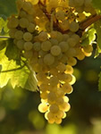 Suedafrika, Weinreisen, Wein
