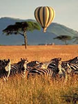 Tansania, Serengeti, Reisen, Safari