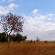 Sambia, Zambia, Reisen, Safari