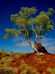 Australien, outback, individualreisen,
