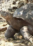 Südamerika Equador Galapagos