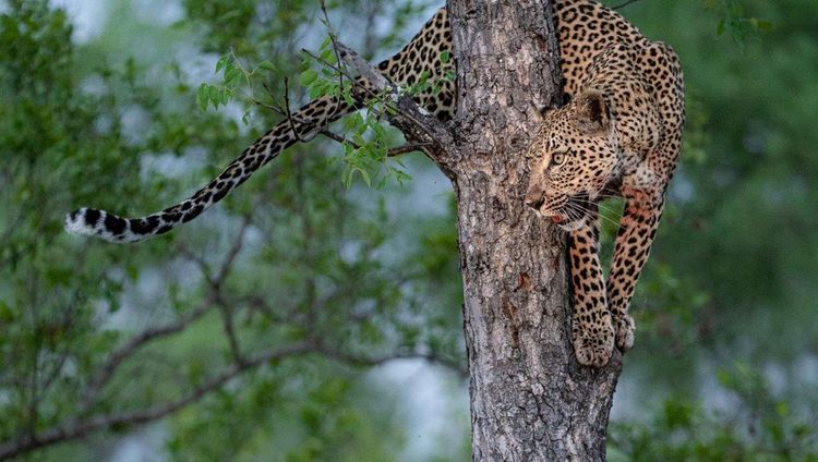 Sabi Sabi Little Bush Camp - Leopard