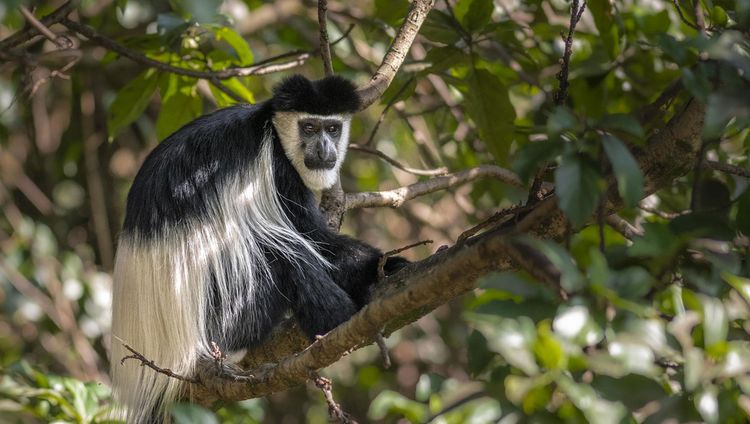 Governors' Loldia House - Colobus Äffchen