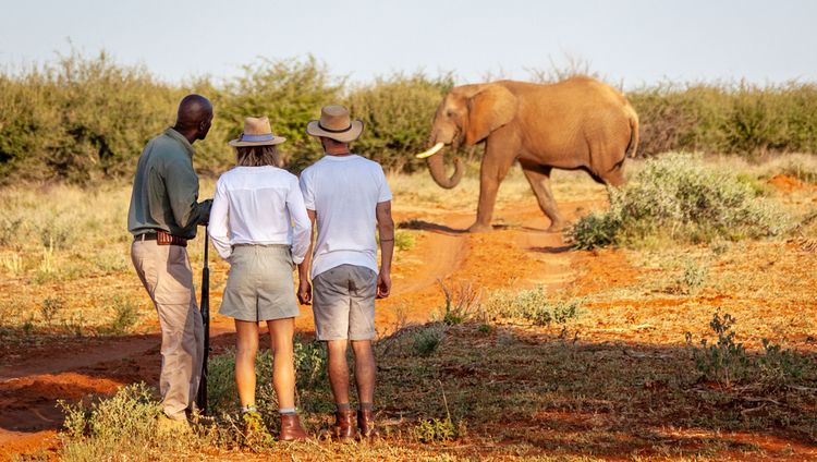 Madikwe Hills Private Game Lodge - Guided Wal