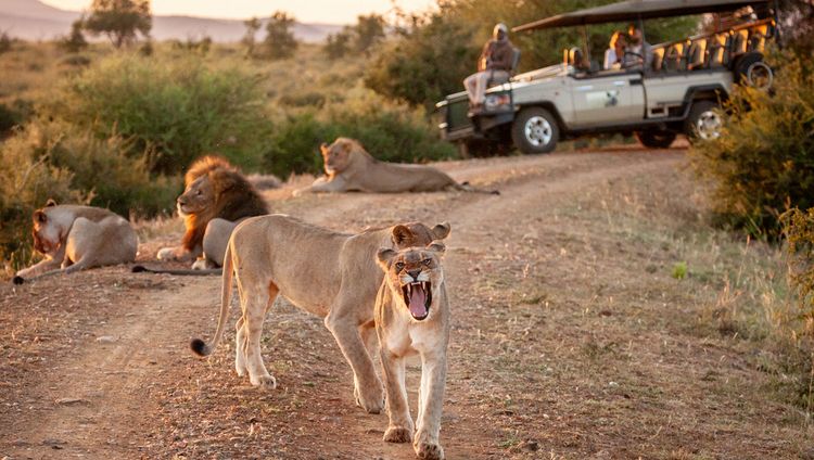 Madikwe Hills Private Game Lodge - Pirschfahr