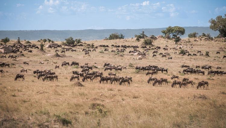 Siringit Collection - Gnus in der Serengeti