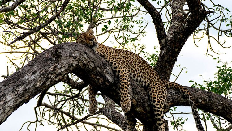 Cheetah Plains - Leopard im Baum