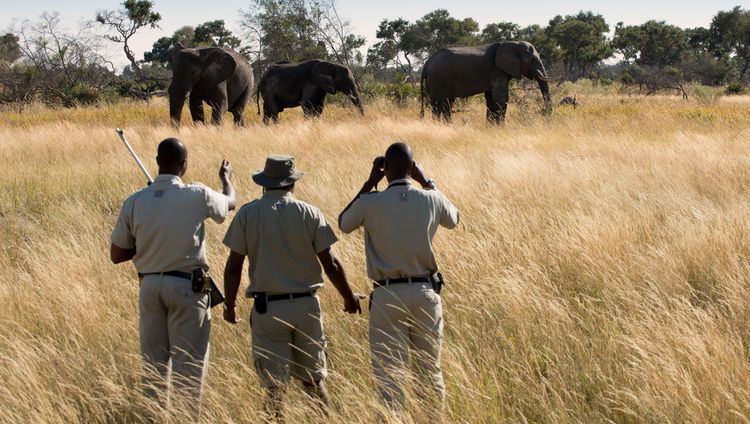 andBeyond Xaranna Okavango Delta Camp - bushw