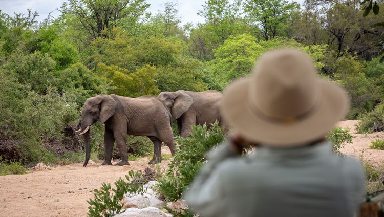 Simbavati River Sands - Elefant vor der Lodge