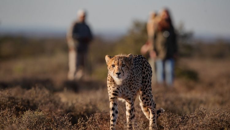 Samara Karoo Reserve - Zu Fuß zu den Geparden