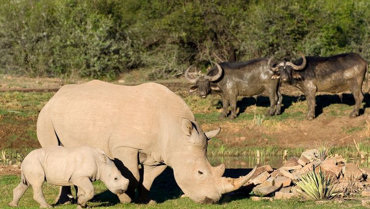 Samara Karoo Reserve - Nashorn und Büffel