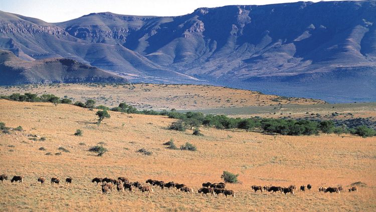 Samara Karoo Reserve - Grasland