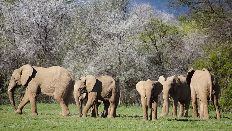 Samara Karoo Reserve - Elefanten