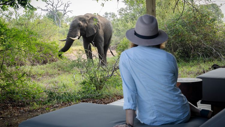 Simbavati Waterside - Elefant vor einer Suite