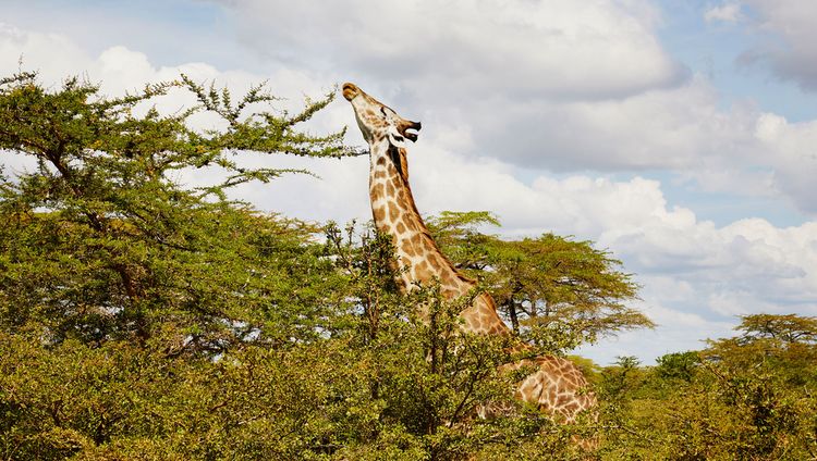 LABA Siwandu Camp - Giraffe