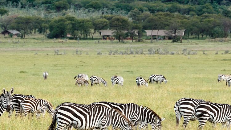 LABA Migration Camp, Serengeti Nationalpark