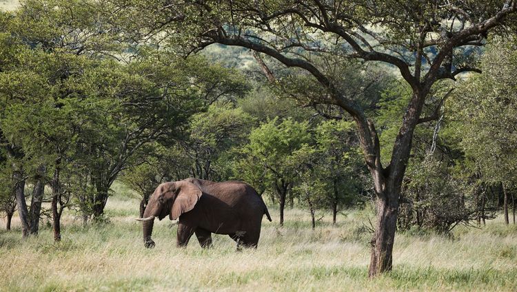 LABA Migration Camp - Elefant