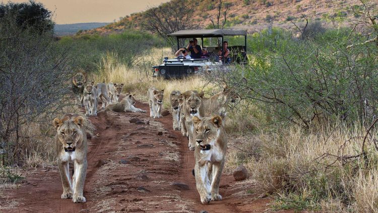 Tuningi Safari Lodge - Pirschfahrt