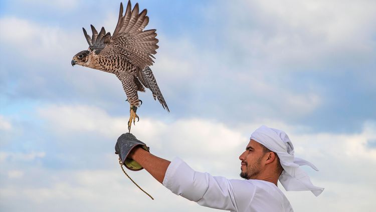  Al Sarab Desert Resort by Anantara - Falkner